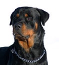 Curious rottweiler