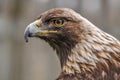 Curious royal eagle looking at me, Quebec, Canada