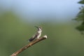 Curious Ruby-throated Hummingbird looking at the camera Royalty Free Stock Photo