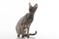 Curious and Scared Black Cornish Rex Cat Sitting on the White Table with Reflection. White Background. Portrait. Looking Right. Royalty Free Stock Photo