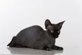 Curious and Scared Black Sphynx Cat with green nails. Isolated on white background. Looking Down