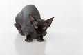 Curious and Scared Black Sphynx Cat. Isolated on white background