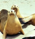 Curious sea lion Royalty Free Stock Photo