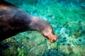 Curious sea lion Galapagos underwater Royalty Free Stock Photo