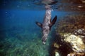 Curious sea lion swimming underwater Royalty Free Stock Photo