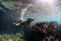 Curious sea lion underwater