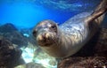 Curious sea lion underwater