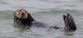 Curious Sea Otter Enhydra lutris floating in Monterey Bay of the Pacific Ocean. Royalty Free Stock Photo