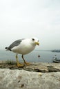 Curious seagull Royalty Free Stock Photo