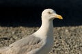 Curious seagull Royalty Free Stock Photo