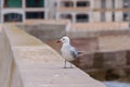 Curious seagull on a harbor wall mallorca Royalty Free Stock Photo