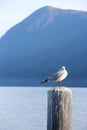 A curious seagull on the pole Royalty Free Stock Photo