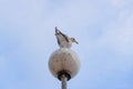 Curious seagull rear view Royalty Free Stock Photo