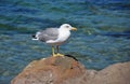 Curious Seagull on the Rocks Royalty Free Stock Photo