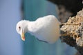 Curious Seagull on the sea shore Royalty Free Stock Photo