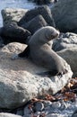 Curious seal