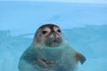 Curious seal looking straith Royalty Free Stock Photo