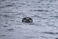 Curious seal peeks out from beneath ocean