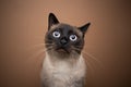 curious seal point siamese cat portrait on brown background Royalty Free Stock Photo