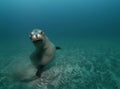 Curious Sealion