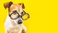 Curious serious cute dog jack russell terrier in glasses on yellow background. horizontal banner. back to school