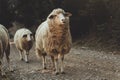 Curious shaggy sheep walking on gravel path