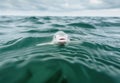 Curious shark swimming in the ocean Royalty Free Stock Photo