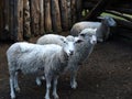 Curious sheep