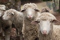 Curious Sheep Royalty Free Stock Photo