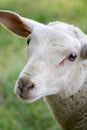 Curious Sheep Royalty Free Stock Photo