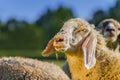 Curious sheep - close up Royalty Free Stock Photo