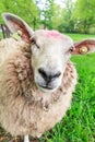 Curious sheep Royalty Free Stock Photo