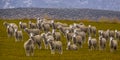 Curious Sheep In Pature Royalty Free Stock Photo