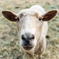 Curious sheep Royalty Free Stock Photo