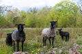 Curious sheep with lambs Royalty Free Stock Photo