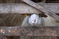 curious sheep looking through the fence Royalty Free Stock Photo