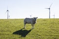 Curious sheep and wind turbines near the dutch Waddenzee Royalty Free Stock Photo