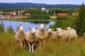 Curious sheeps Royalty Free Stock Photo