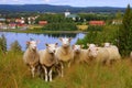 Curious sheeps