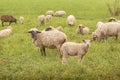 Curious sheeps Royalty Free Stock Photo