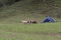 Curious sheeps near to a blue camping tend in green country grass