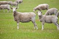 Curious sheeps Royalty Free Stock Photo