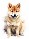 Curious Shiba Inu Sitting on White Background AI Generated