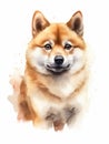 Curious Shiba Inu Sitting on White Background AI Generated