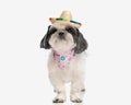 curious shih tzu with bandana and hat looking up
