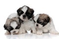 Curious Shih Tzu cubs curiously sniffing and looking around