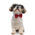 Curious Shih Tzu puppy wearing bowtie and sunglasses, looking up