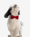 curious shih tzu wearing red bowtie looking up