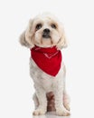 curious shih tzu wearing red scarf looking up