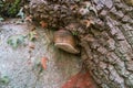 Curious shoe shaped fungus grows on the bark of a chestnut tree